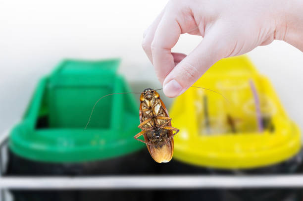 Kitchen-Trash-Can-to-Keep-Roaches